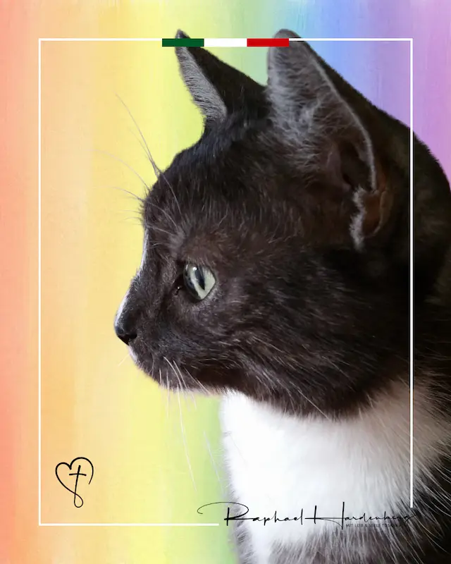 Instagram für Autoren – Nachruf auf Kater Max mit Porträtfoto
