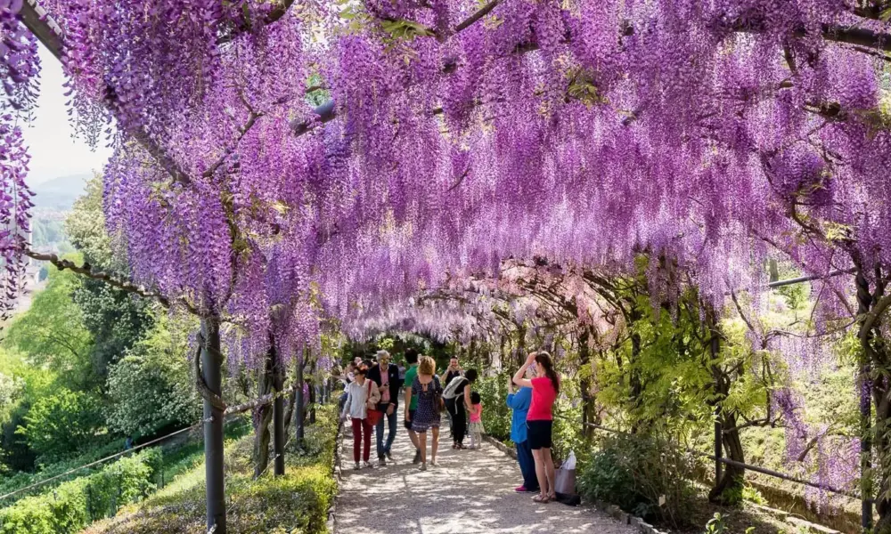 Toskana Wochenschau – Glyzinienblüte im Garten der Villa Bardini in Florenz