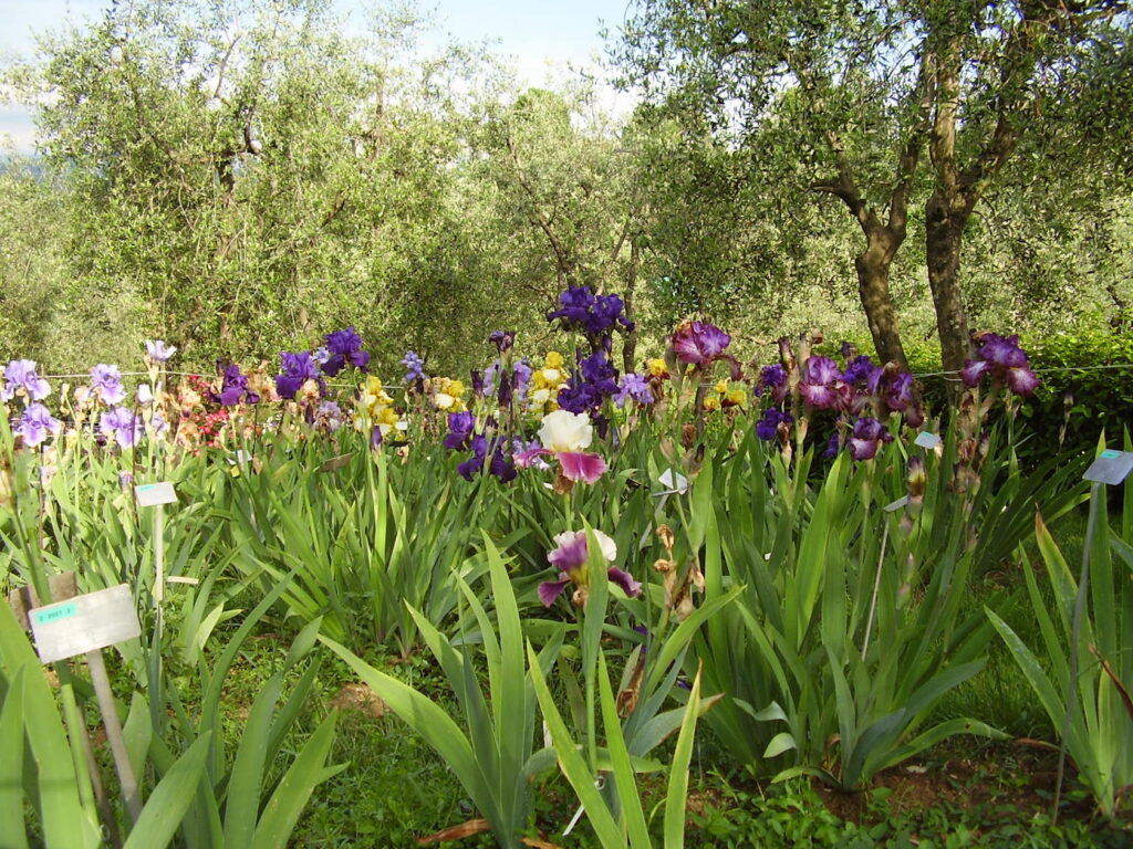 Blühende Iris im Giardino dell’Iris in Florenz während der Frühlingsblüte
