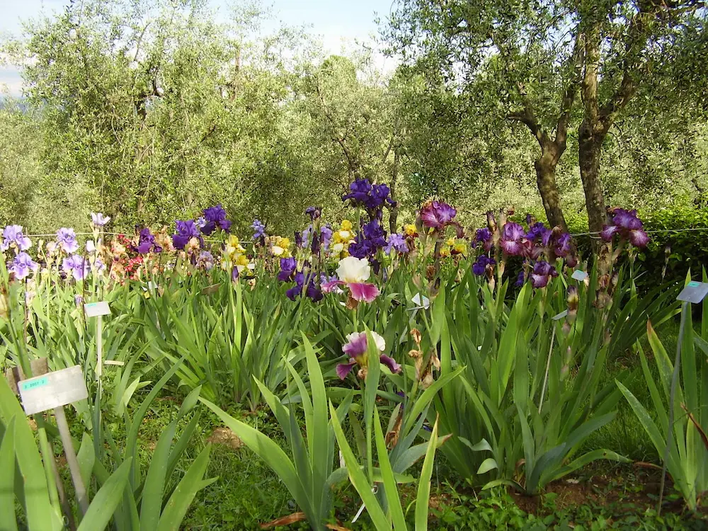 Toskana Wochenschau – blühende Schwertlilien im Giardino dell’Iris in Florenz