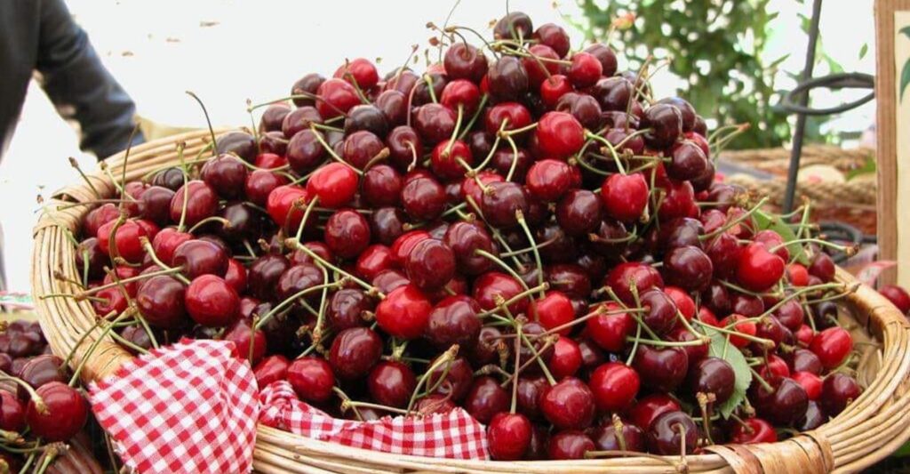 Toskana-Wochenschau: Frische Kirschen beim traditionellen Kirschenfest in Lari