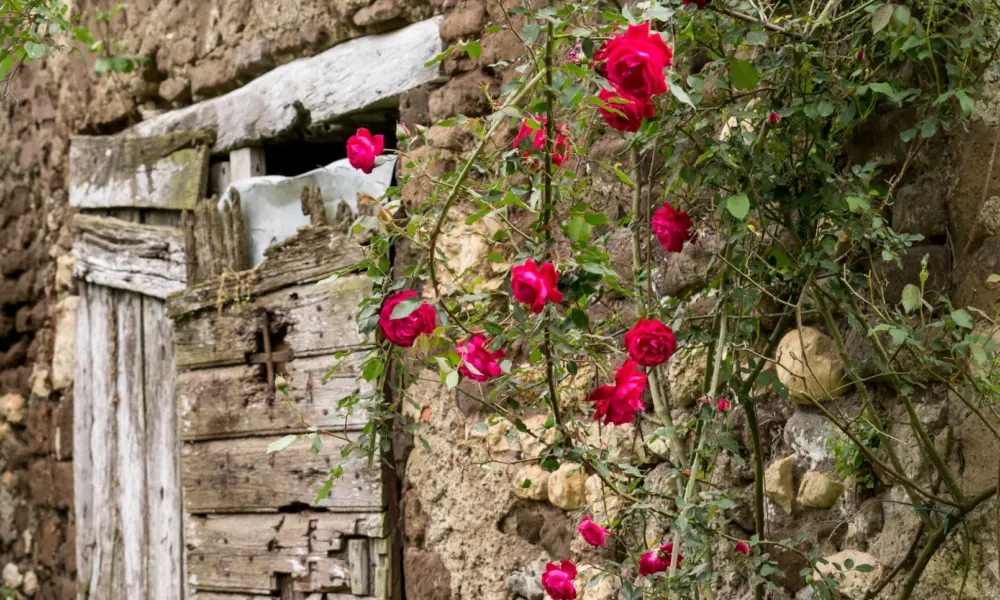 Immobilie in Italien – verwitterte Holztür mit roten Rosen an einer alten Steinmauer