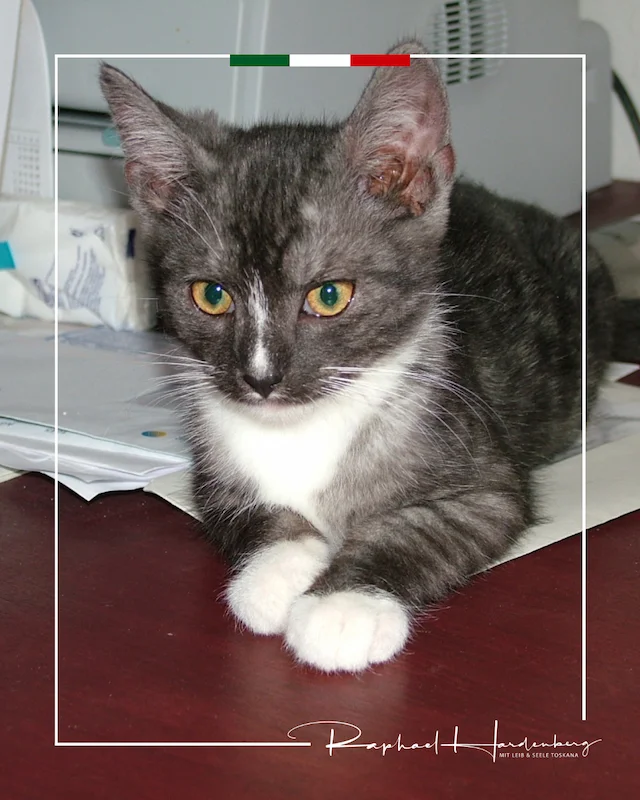 Nachruf auf Kater Max – Porträt von Max als junger grau-weißer Kater
