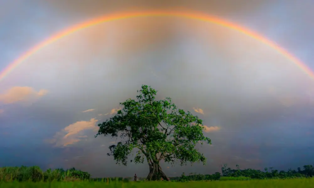 Nachruf auf Kater Max – Regenbogen über einem einzelnen Baum