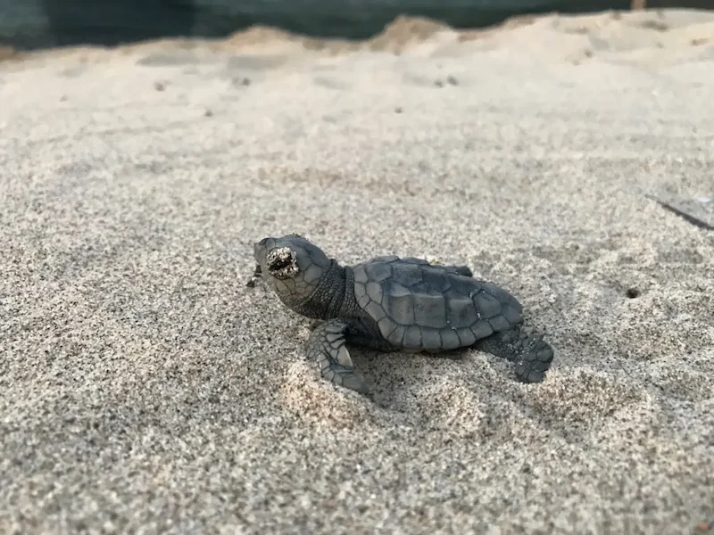 Toskana Wochenschau – Jungtier der Meeresschildkröte Caretta caretta am Strand