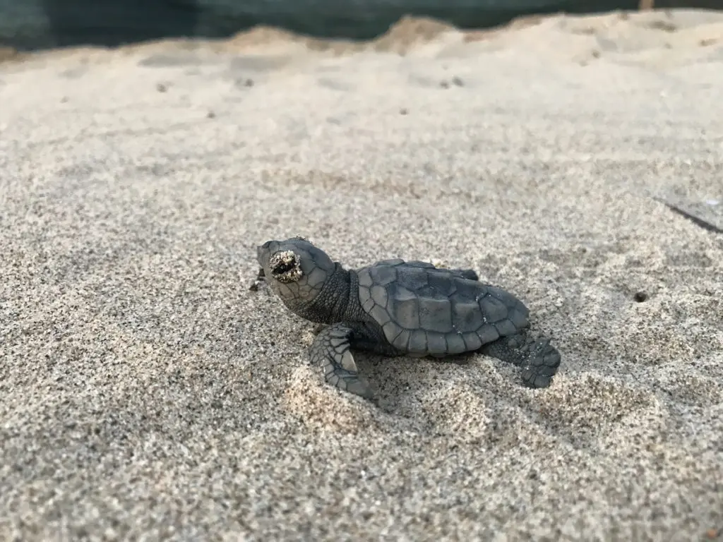 Toskana Wochenschau: Frisch geschlüpfte Caretta-caretta-Schildkröte am Strand