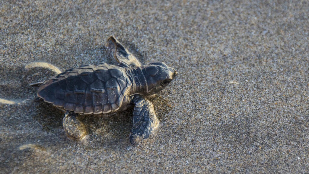Toskana Wochenschau: Junge Caretta-caretta-Schildkröte auf dem Weg zum Meer