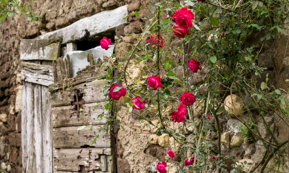 Verfallene Holztür mit roten Rosen an einer alten Steinmauer in Italien – Sinnbild für Chancen und Risiken beim Immobilienkauf