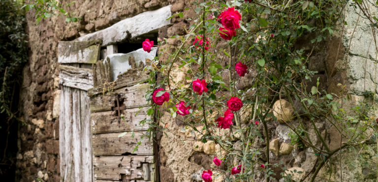 Verfallene Holztür mit roten Rosen an einer alten Steinmauer in Italien – Sinnbild für Chancen und Risiken beim Immobilienkauf