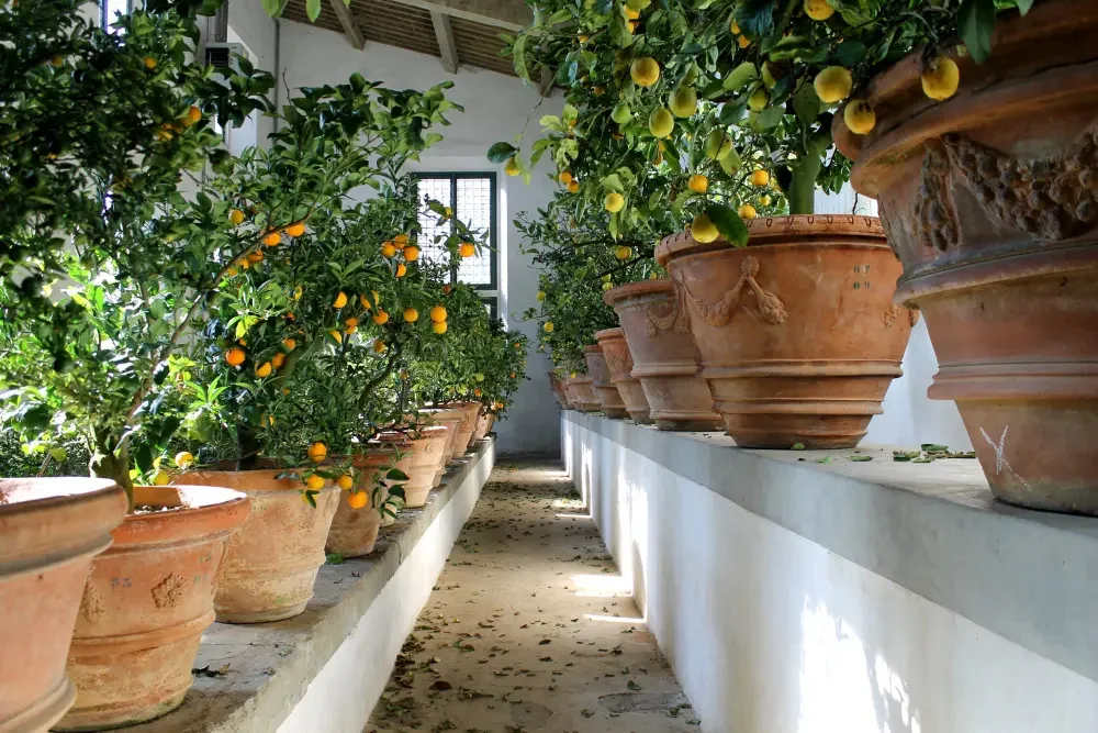 Zitrusbäume in Terrakottakübeln in der Limonaia der Medici