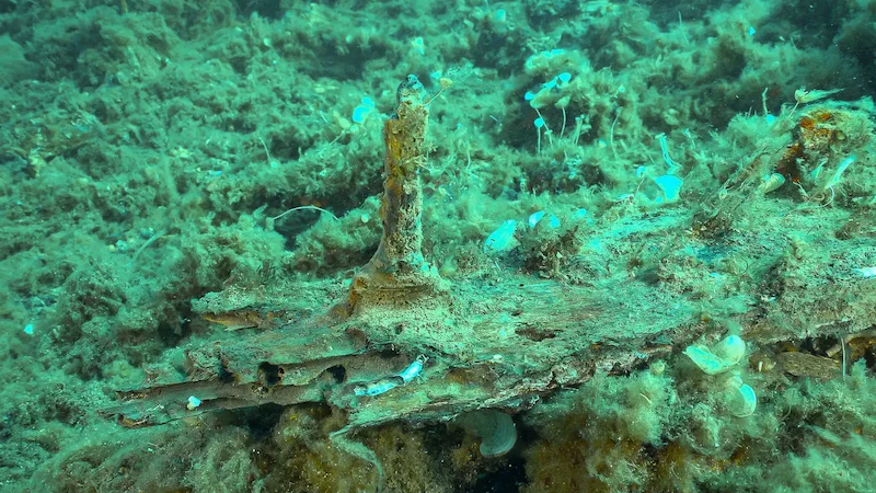 Bewachsene Holzreste eines möglichen antiken Schiffswracks vor Elba – Toskana Wochenschau