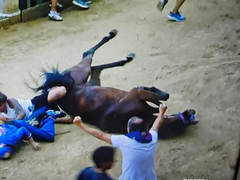 Toskana Wochenschau: gestürztes Pferd und sein Fantini nach dem Palio di Siena
