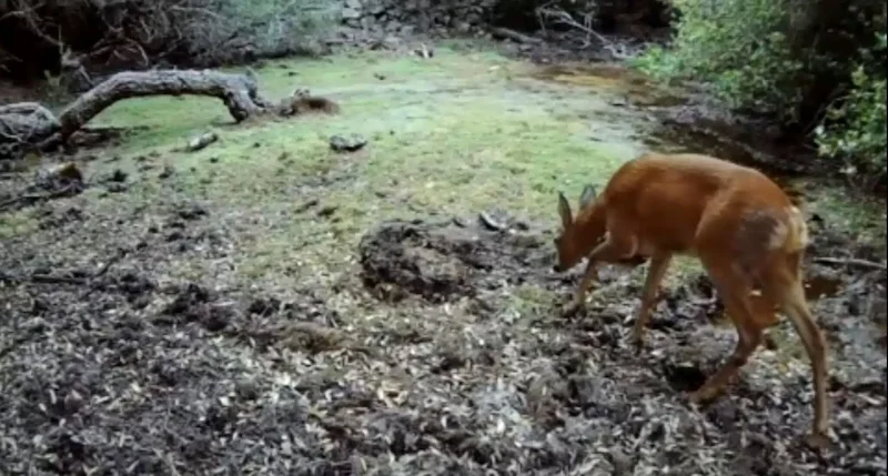 Toskana Wochenschau: Reh an einer nahezu ausgetrockneten Wasserstelle im Parco della Maremma