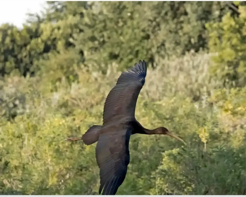 Schwarzstorch im Flug über dem Naturschutzgebiet Lago di Sibolla – Toskana Wochenschau