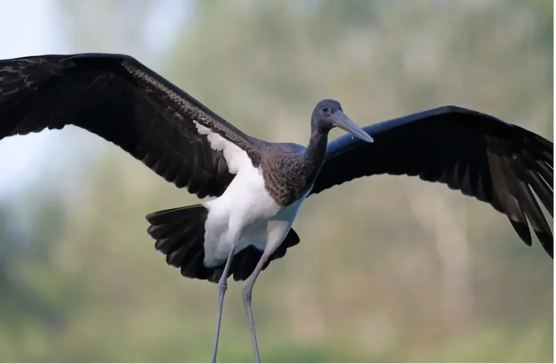 Junger Schwarzstorch mit ausgebreiteten Flügeln am Lago di Sibolla – Toskana Wochenschau