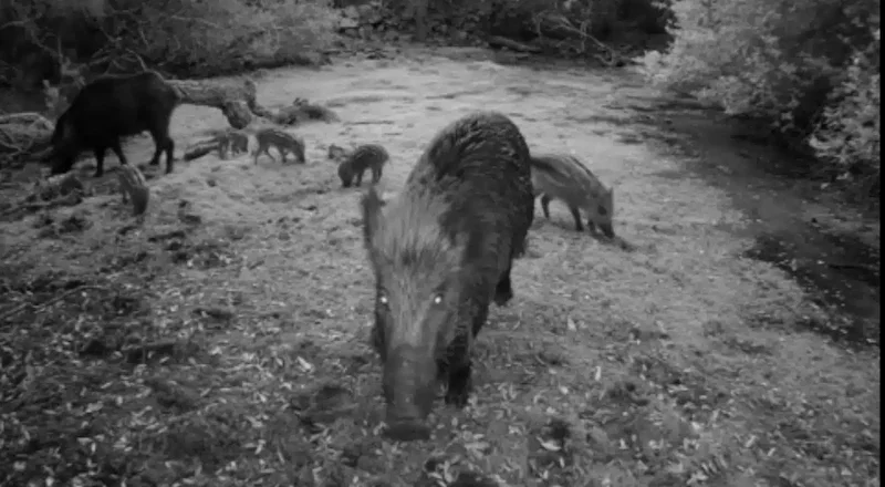 toskana-wochenschau-wildschweine-maremma