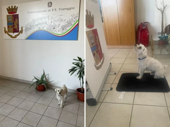 Toskana Wochenschau – Hund Manetta im Polizeikommissariat von Viareggio