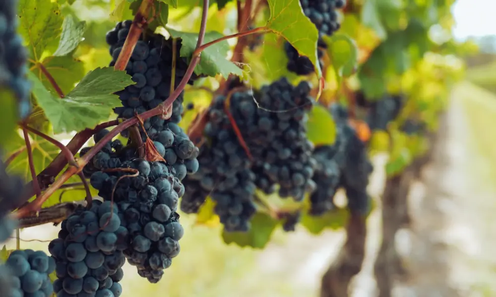 Toskana Wochenschau – reife Weintrauben an Rebstöcken in einem Weinberg