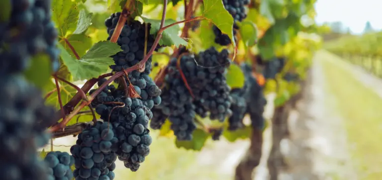 Toskana Wochenschau – reife Weintrauben an Rebstöcken in einem Weinberg
