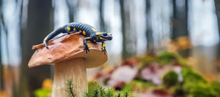 Toskana Wochenschau – Feuersalamander auf einem großen Pilz im Wald