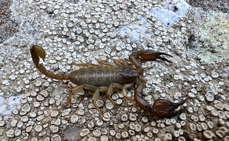 Toskana Wochenschau – Skorpion auf einem mit Flechten bedeckten Felsen